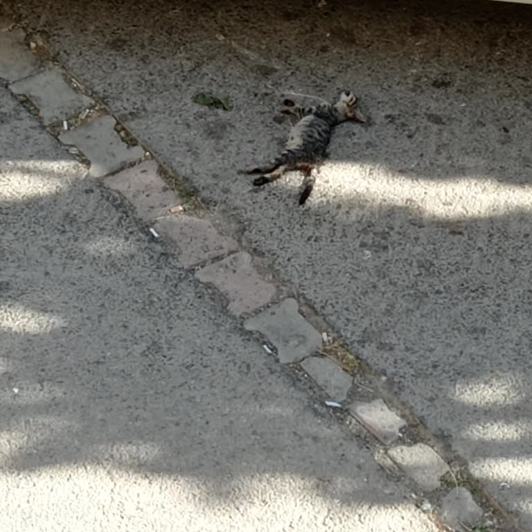 Haytap İstanbul Kartal'da Ezilen Kedi Yolun Ortasında Bırakıldı, Yetkililerin Müdahalesi Gerekiyor