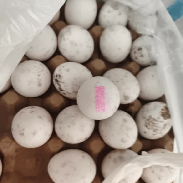 Pendik A101 Şubesinde Küflü Yumurta Satışı Sağlık Riski