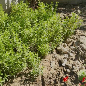 İZSU Su Kaçağı Nedeniyle Bahçemde Sürekli Su Birikintisi Ve Acil Temel Riskleri