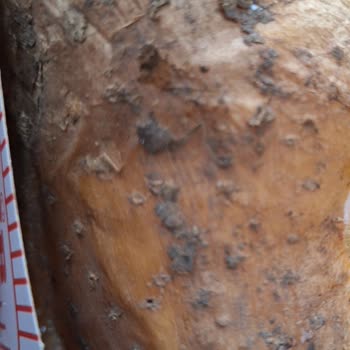 Migros Yemek Kumpir Ve Oreo'lu Magnolia Siparişinde Hijyen Eksikliği Ve İade Talebi