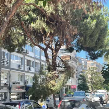 Karşıyaka’da Ağaç Budama İhmali Hayati Tehlike Oluşturdu