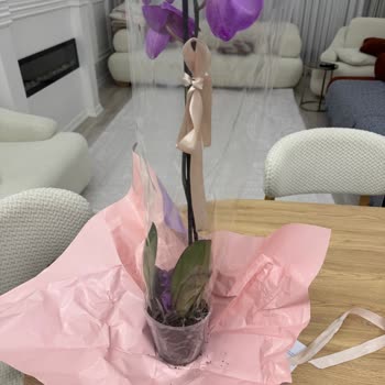 Çiçek Sepeti  Gelen Çiçek Savma Ve Yardımsız Müşteri Hizmetleri
