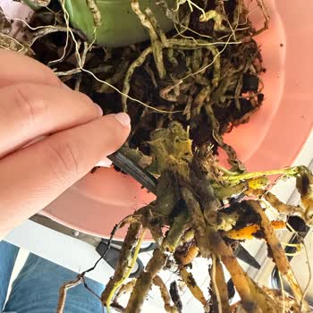 Taze Çiçek'ten Çürük Orkid Teslimatı, 1300 TL'lik Ücret İadesi Talebi