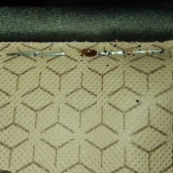 Bellona Yatak Ve Baza Ürünlerinde Tahtakurusu Sorunu Nedeniyle 100 Bin TL Maddi Zarar
