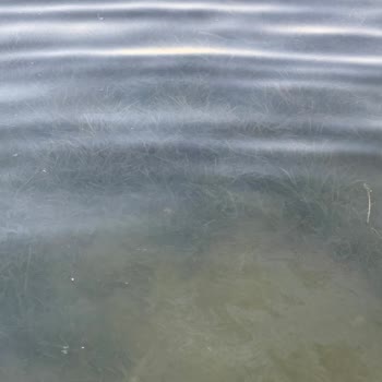 Yanıltıcı Fotoğraflar Ve Kirli Deniz Nedeniyle Hamile Misafir Mağduriyeti