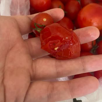 Migros Siparişinde Eksik Süzme Peynir Ve Ezik Domates İçin Hızlı Çözüm Talebi
