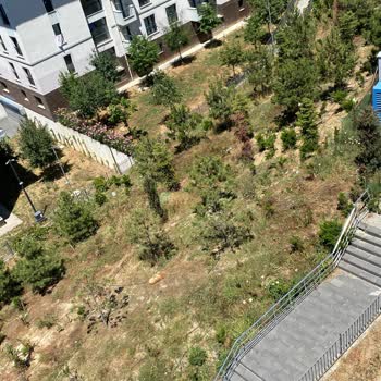Esenler'de Başıboş Köpeklerin Gece Havlaması Ve Güvenlik Sorunu Çözülmedi