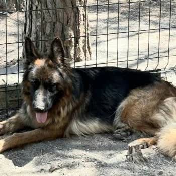Gece Havlayan Köpek Sesleri Nedeniyle Yaşam Kalitesi Bozuldu