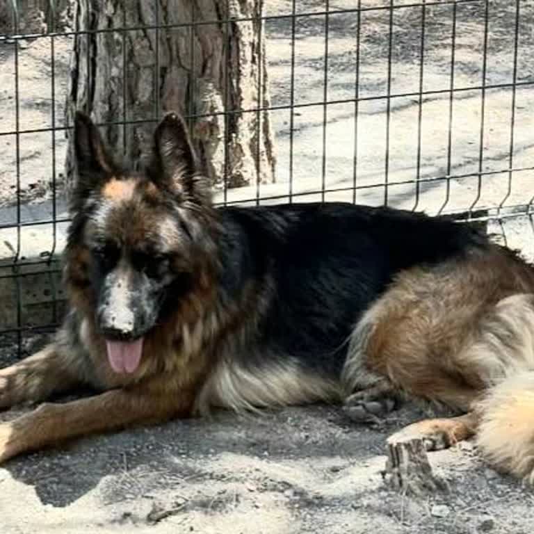 Gece Havlayan Köpek Sesleri Nedeniyle Yaşam Kalitesi Bozuldu