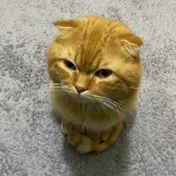 Best Pet Tavuklu Kedi Maması Nedeniyle Kedimde Ani Şiddetli Kusma Ve Ölüm