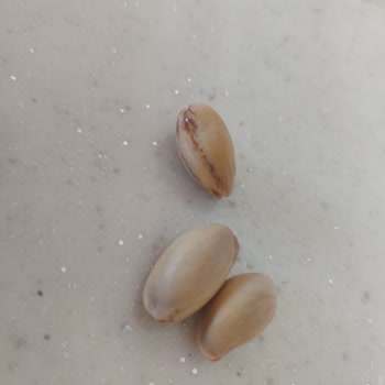Kabuğu Kapalı Antep Siirt Fıstığında Kalitesizlik Ve Ücret İadesi Talebi