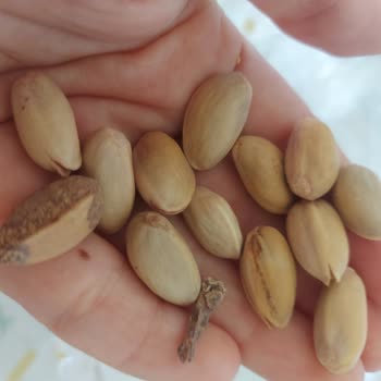 Kabuğu Kapalı Antep Siirt Fıstığında Kalitesizlik Ve Ücret İadesi Talebi