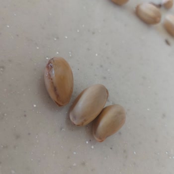 Kabuğu Kapalı Antep Siirt Fıstığında Kalitesizlik Ve Ücret İadesi Talebi