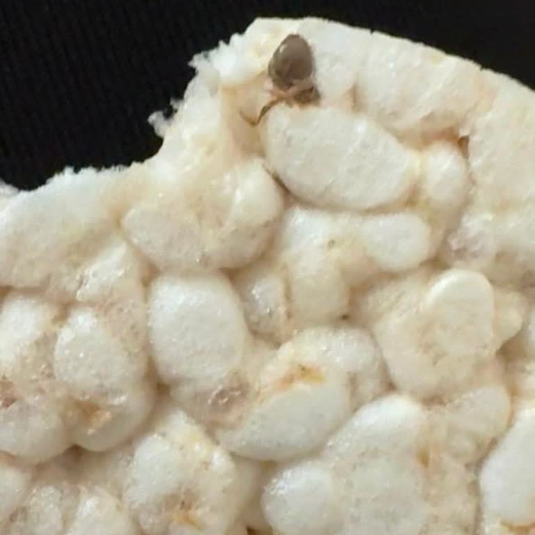 İçinde Böcek Bulunan Wefood Glutensiz Pirinç Patlağı