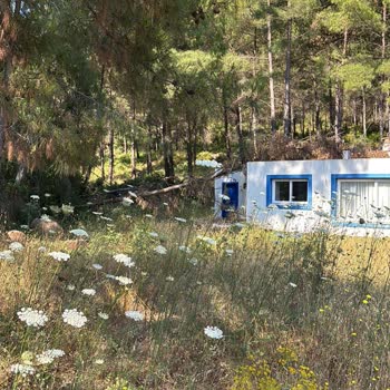 Türk Telekom Trafik Alanındaki Ağaç Ve Teller Evime Düşerek Ciddi Tehlike Yaratıyor