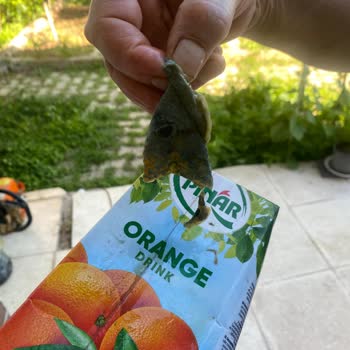 Pınar Et Ve Süt Meyve Suyundan Yosun Benzeri, Yeşil Ve Büyük Parçalar Döküldü