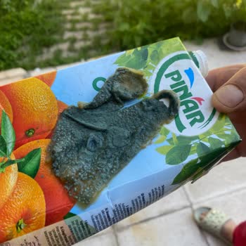 Pınar Et Ve Süt Meyve Suyundan Yosun Benzeri, Yeşil Ve Büyük Parçalar Döküldü