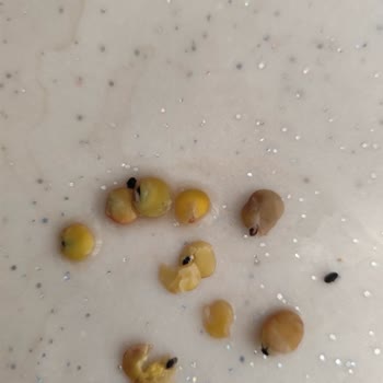 Duru Yeşil Mercimekte Böcek Çıktığını Görmek Güvenimi Sarstı