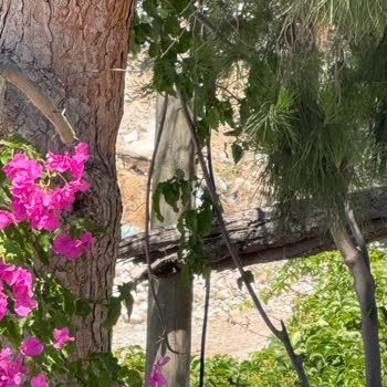 Aydem’e Ait Elektrik Direği Üzerindeki Kırık Ağaç Parçası İçin Acil Kesim Talebi