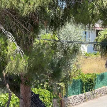 Aydem’e Ait Elektrik Direği Üzerindeki Kırık Ağaç Parçası İçin Acil Kesim Talebi