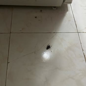 Kuşadası Palm Club Otelinde Hamam Böcekleri Ve Yoğun Rutubet Hakkında Şikayet