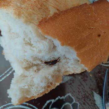 A101 Şubesinde Satın Alınan Ekmekte Böcek Bulunması Gıda Güvenliği Ve Sağlık Sorunu