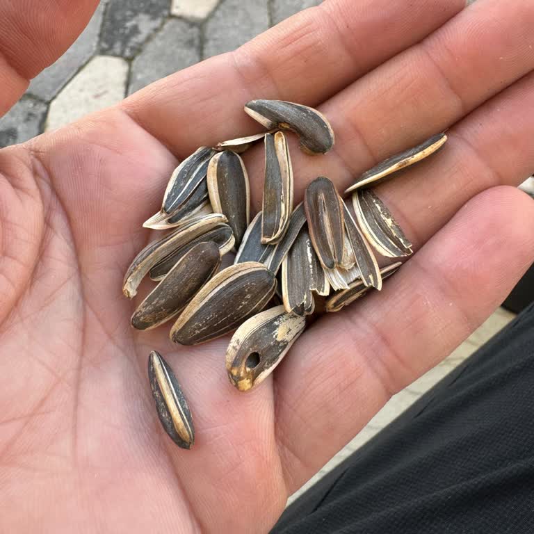 Şok Market'te Amigo Çekirdeği Boş Kabuklarla Satıldı: Kalite Kontrolü Acil