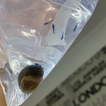 Canlıpetshop Eksik Ve Hatalı Ürün Gönderimi Yapılması