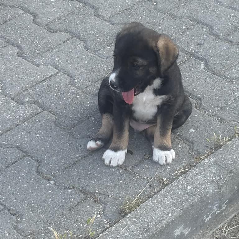 Anne Köpek Ve Yavrularının Korunaklı Alanda Kalması İçin Talep