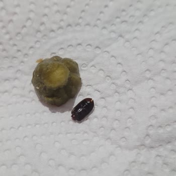 BİM Turşu Kavanozunda Böcek Bulunması Ve Sağlık Riski