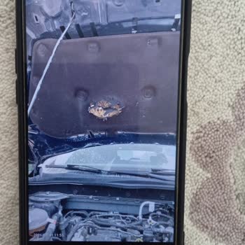 Ford Kuga Kaput İzolatörünün Yırtılması Ve Garanti Kapsamı Dışında Tutulması