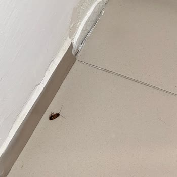 Engelli Misafir İçin Uygun Oda Sağlanmaması Ve Hijyen Sorunları