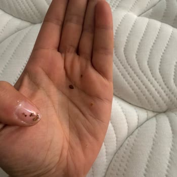 Bambi Yatak Baza Kısmında Böcekler Olması