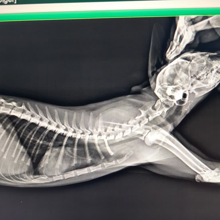 Şirinevler Veteriner Kliniğinde Şeffaf Olmayan Ücretlendirme Ve Yetersiz Bilgilendirme