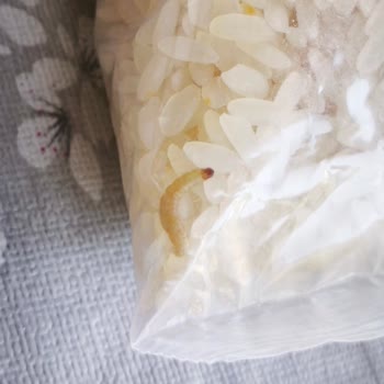 Açılmamış Pirinç Paketi İçinde Canlı Kurtlar Hijyen Ve Sağlık Endişesi