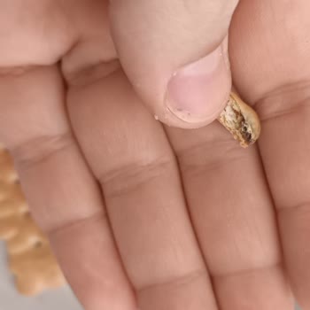Uşak Şok Market’te Satın Alınan Ülker Pötibör Bisküvi İçindeki Siyah Lekeyle İlgili Şikayet