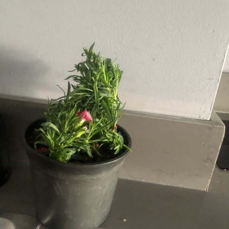 Teslim Edilen Çiçek Solmuş Ve Görünüm Beklentileri Karşılamıyor