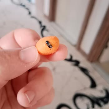 Fıstıkta Böcek Görüldü, Güvenim Sarsıldı Ve İade Talep Ediyorum