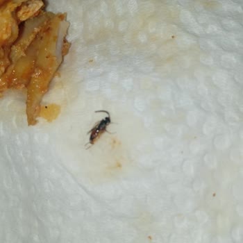 Hey Döner'de Tavuk Döner İçinde Böcek Bulunması Hijyen Şikayeti