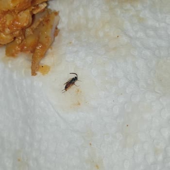 Hey Döner'de Tavuk Döner İçinde Böcek Bulunması Hijyen Şikayeti