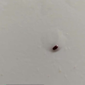 BİM Galetadan Böcek Çıktı!