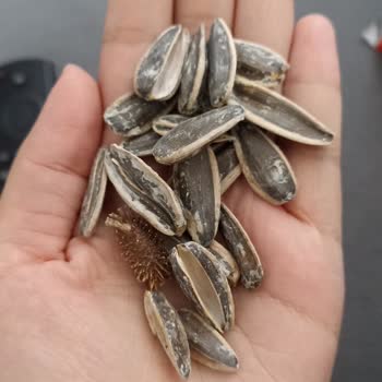 Gold Harvest Kara Sevda Çekirdeğinde Kocaman Diken Keşfedildi: Ürüne Güven Azaldı