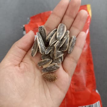 Gold Harvest Kara Sevda Çekirdeğinde Kocaman Diken Keşfedildi: Ürüne Güven Azaldı