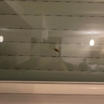 Booking.com Apartment Had Bedbugs and Didn't Match Listing Photos