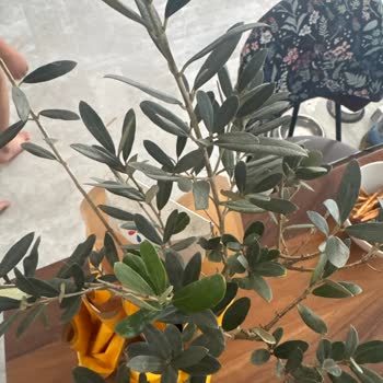 Çiçek Sepeti Sipariş Edilen Çiçek Görselden Farklı Ve Tozlu Geldi, Çözüm Bekliyor