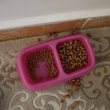 Kediler Nestle Cat Chow Yiyemedi Satıcı İade Reddetti Müşteri Hizmetleri Cevap Vermedi