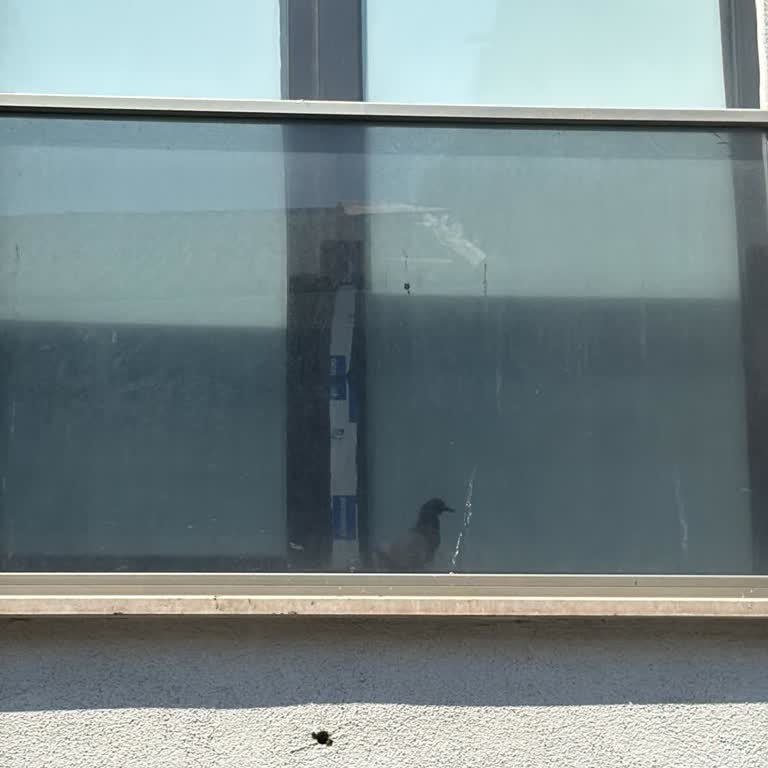 İstanbul İtfaiyesi’nin Kapalı Cam Balkonda Sıkışan Kuş İçin İtfaiyenin Yardım Etmemesi