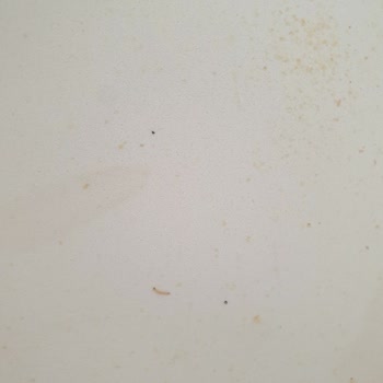 Şok Marketteki İrmiğin İçinden Kurt Çıktı Gıda Güvenliği İhlali