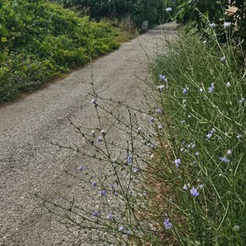 Menderes Belediyesi Dere Kenarında Temizlik Eksikliği Araç ve Yaya Güvenliğini Tehlikeye Atıyor
