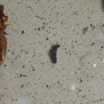 Çerezya Kuru İncirde Kurt Ve Bozulmuş Ürün: Gıda Güvenliği İhlali